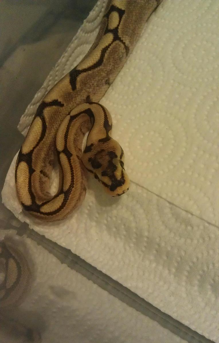New addition