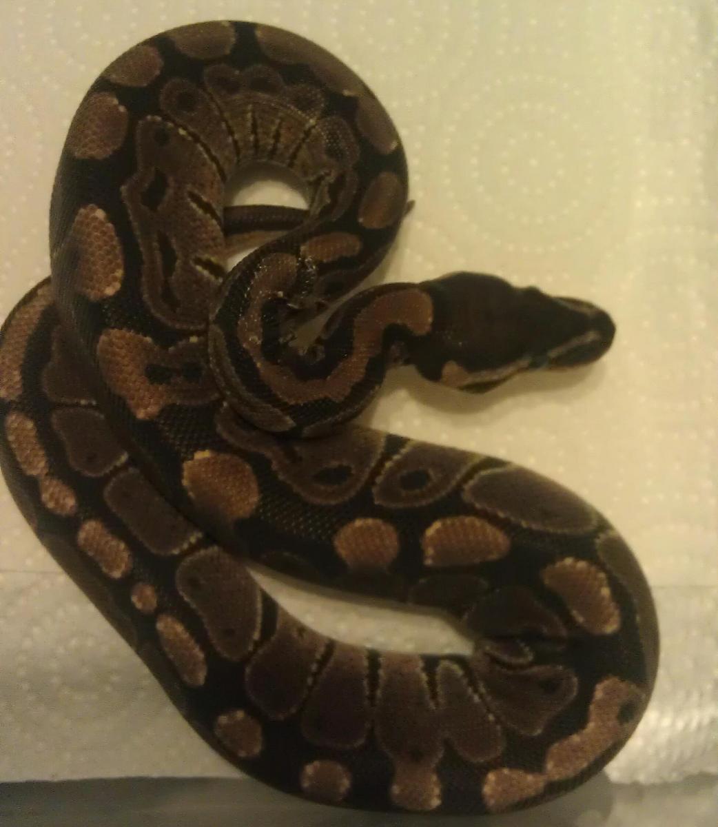 New addition