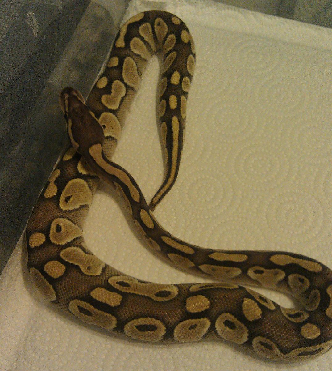 New addition