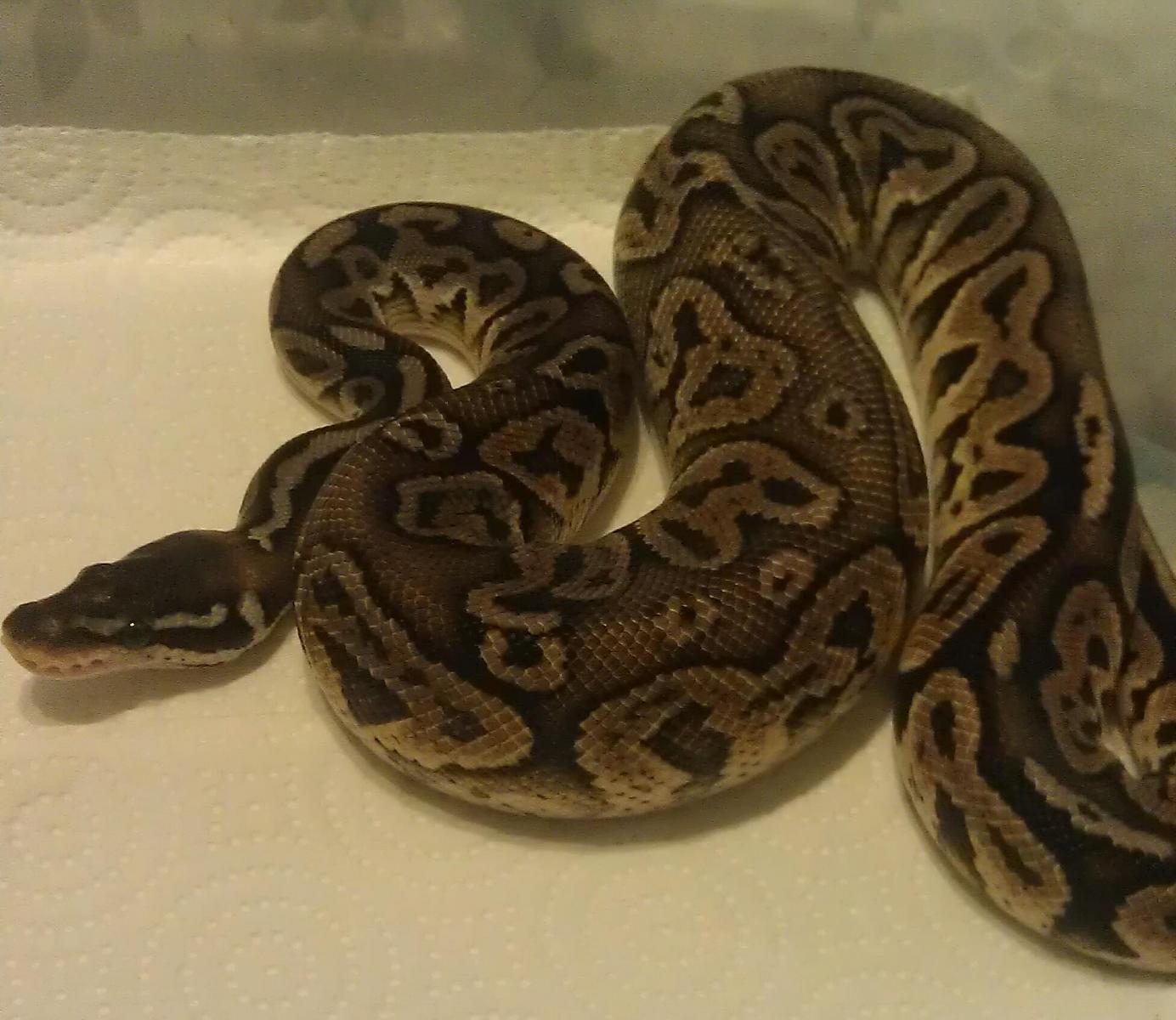 New addition