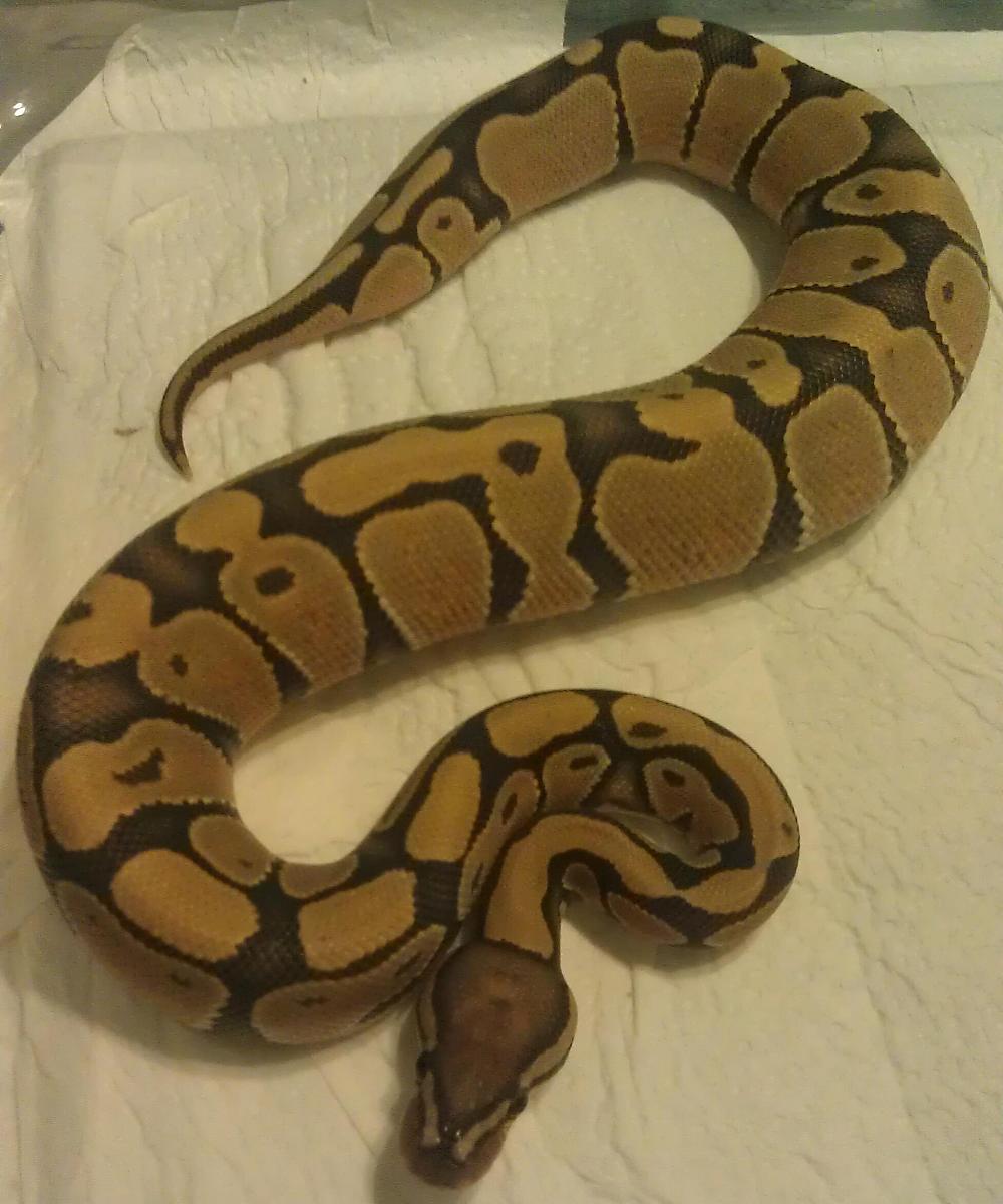 New adittions
