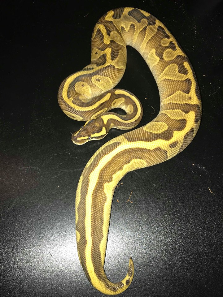 Snakes