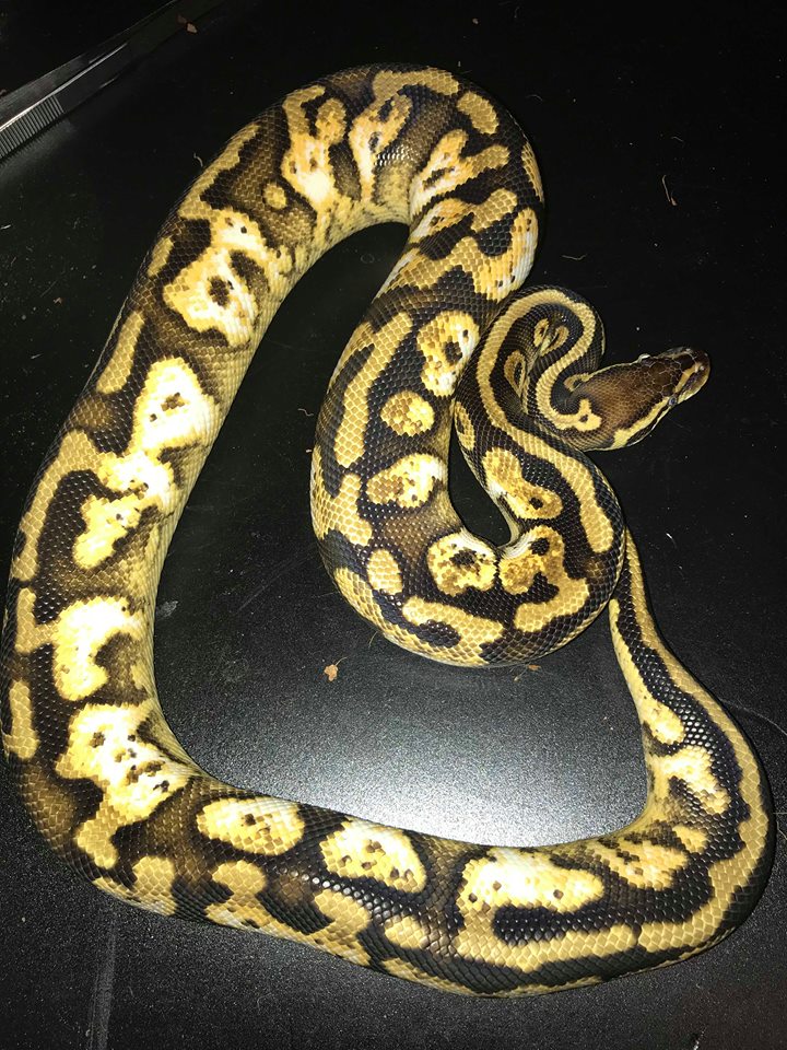 Snakes