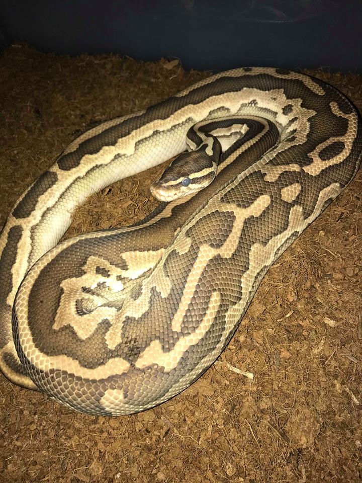 Snakes