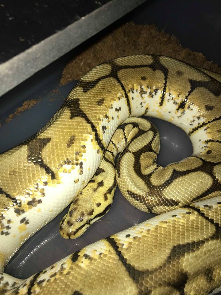 Snakes