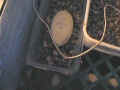 the first egg