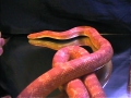My amel corn in blue - well pink really