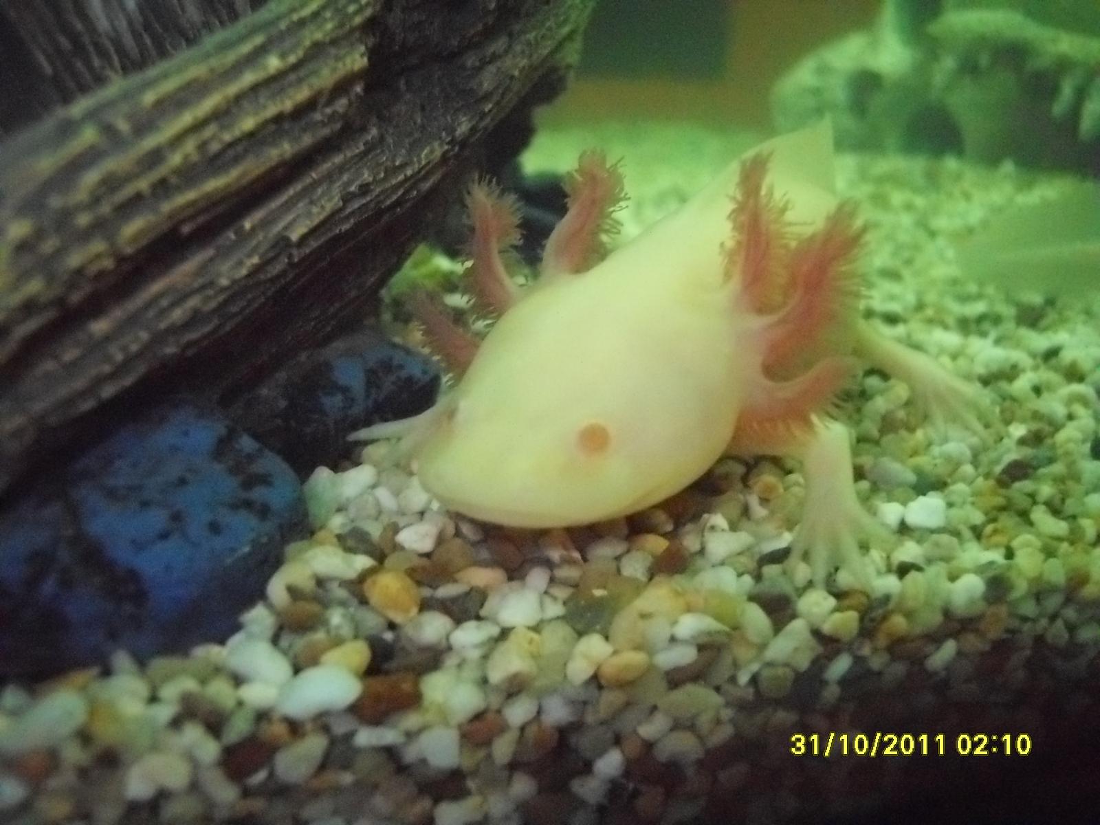 my axolotl