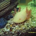 my axolotl