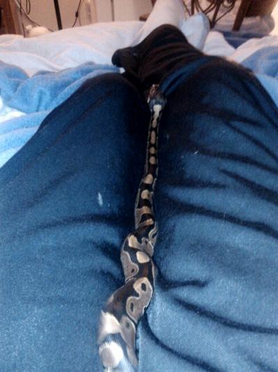 Crotch Snake. XD
