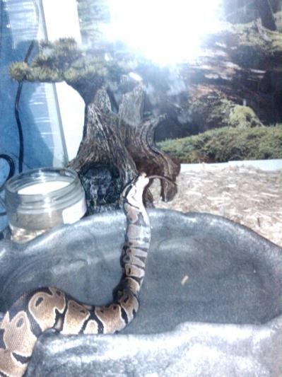 Cleo The Ball Python