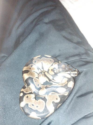 Shhh, I'm blending in like a doggy pile... the perfect disguise...