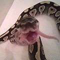 TIME TO EAT....................................