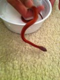 snakies
