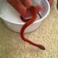 snakies