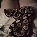 snakies