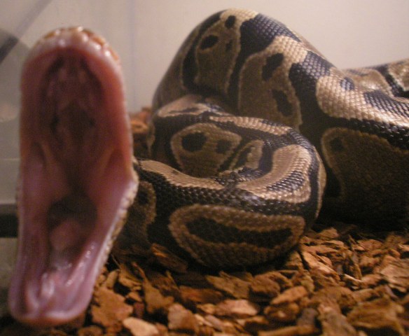 Wanted Pics of Ball Python Yawning.