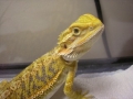 Pebbles My Baby Beardie