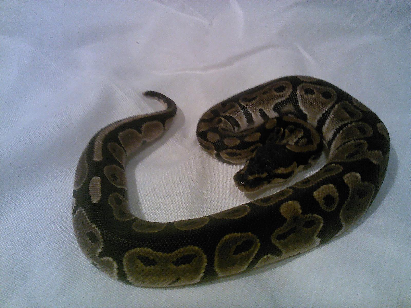 Normal Female