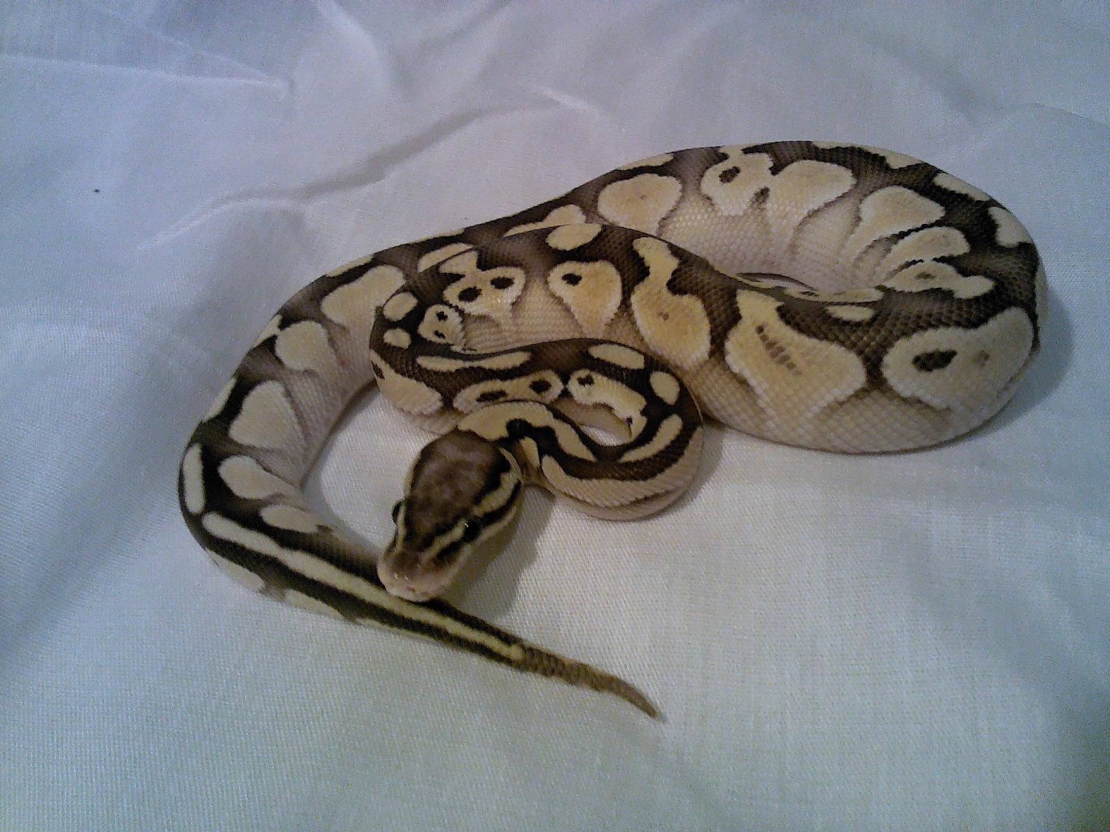 Lesser Pastel Male