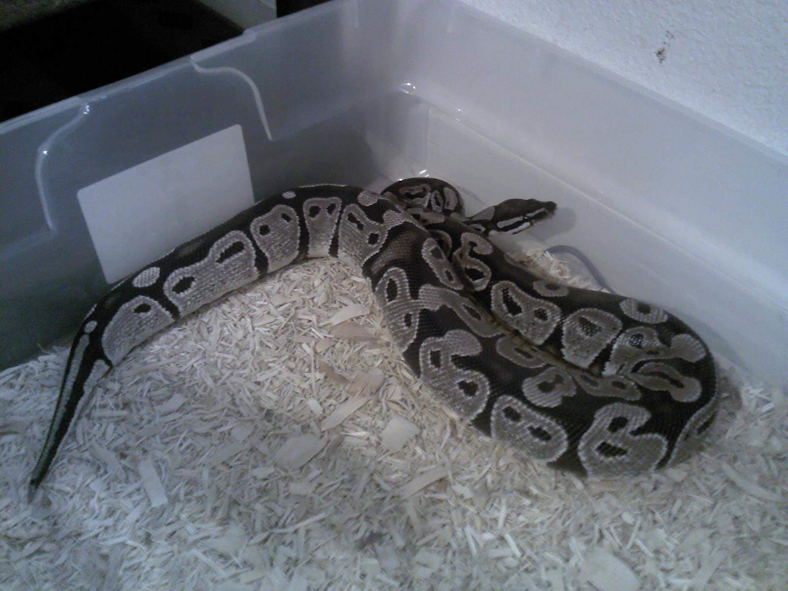 VPI Axanthic Male