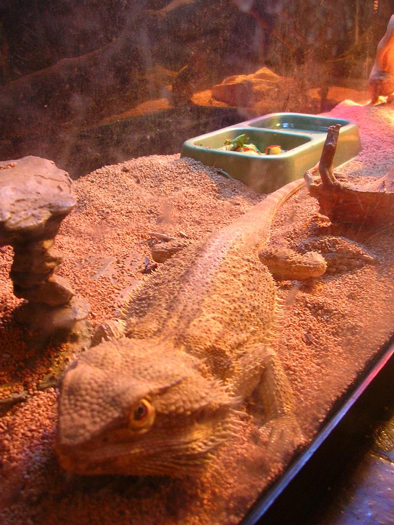 El Rex