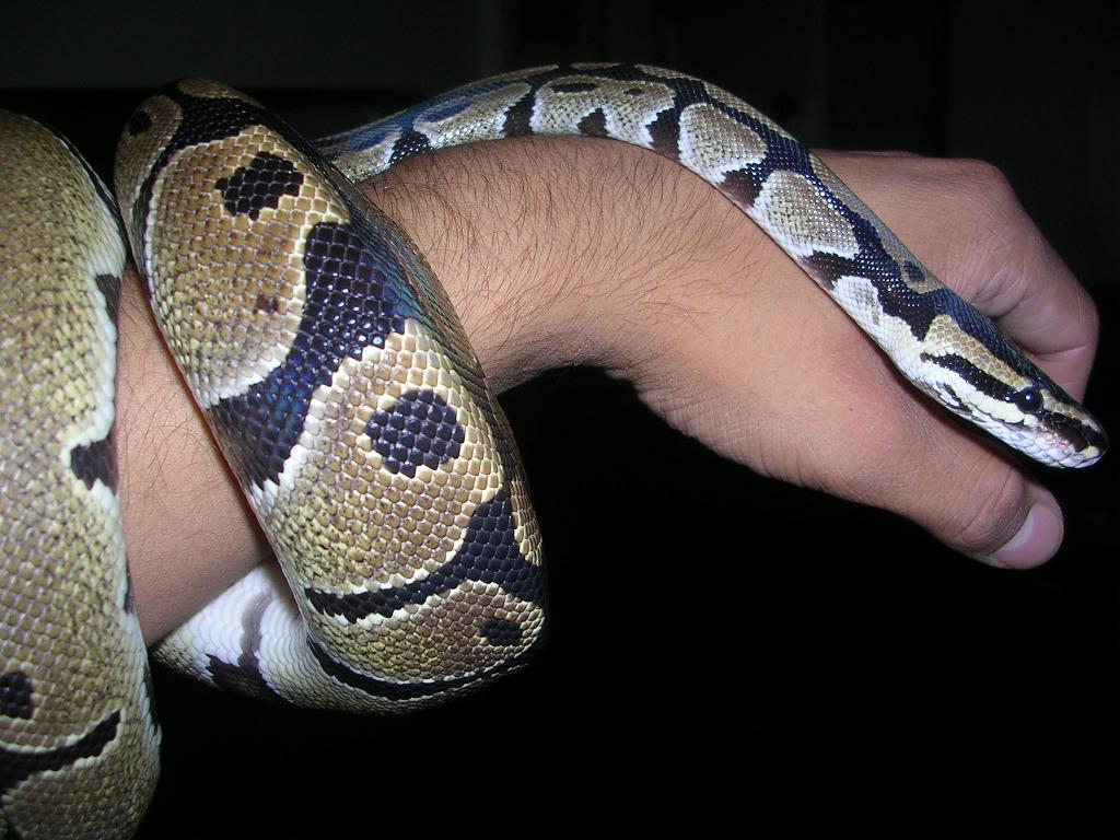 Royal python cleopatra style