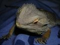 ElRex