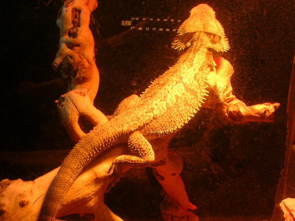my beardie and me