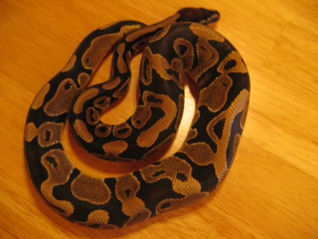 Tut just shed, 374g