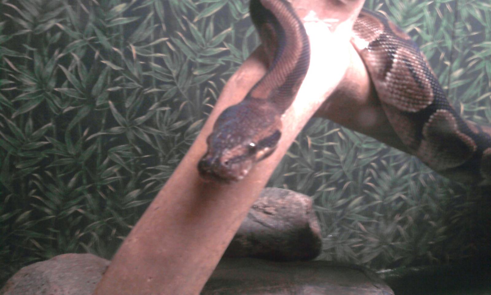 snake
