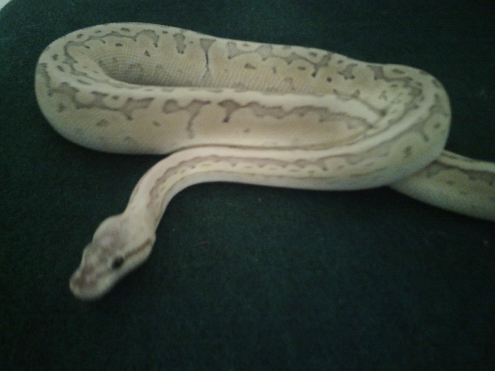 Emperor Pin Ghost (Butterball)