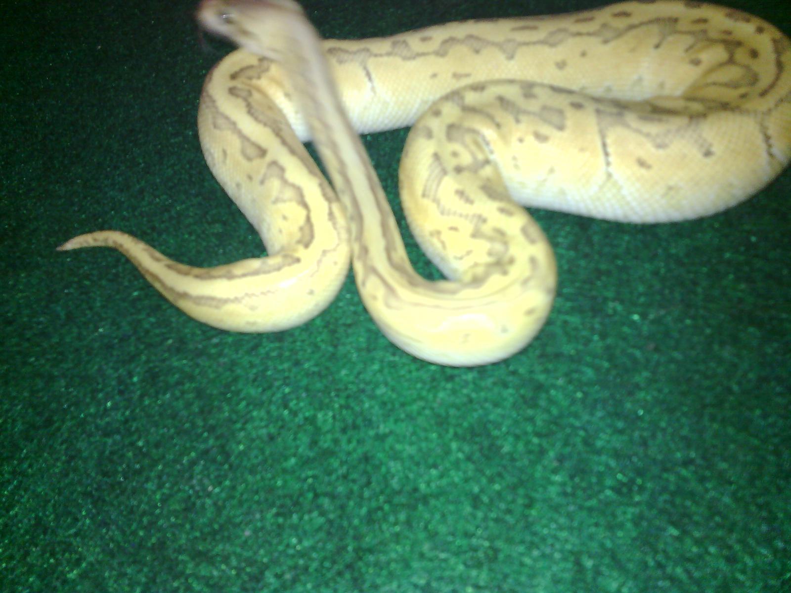 Emperor Pin Ghost (Butterball)