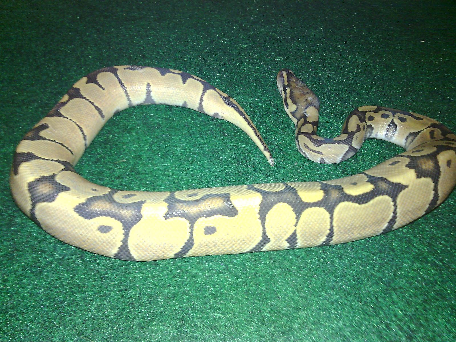 Orange Ghost (O.G.P)