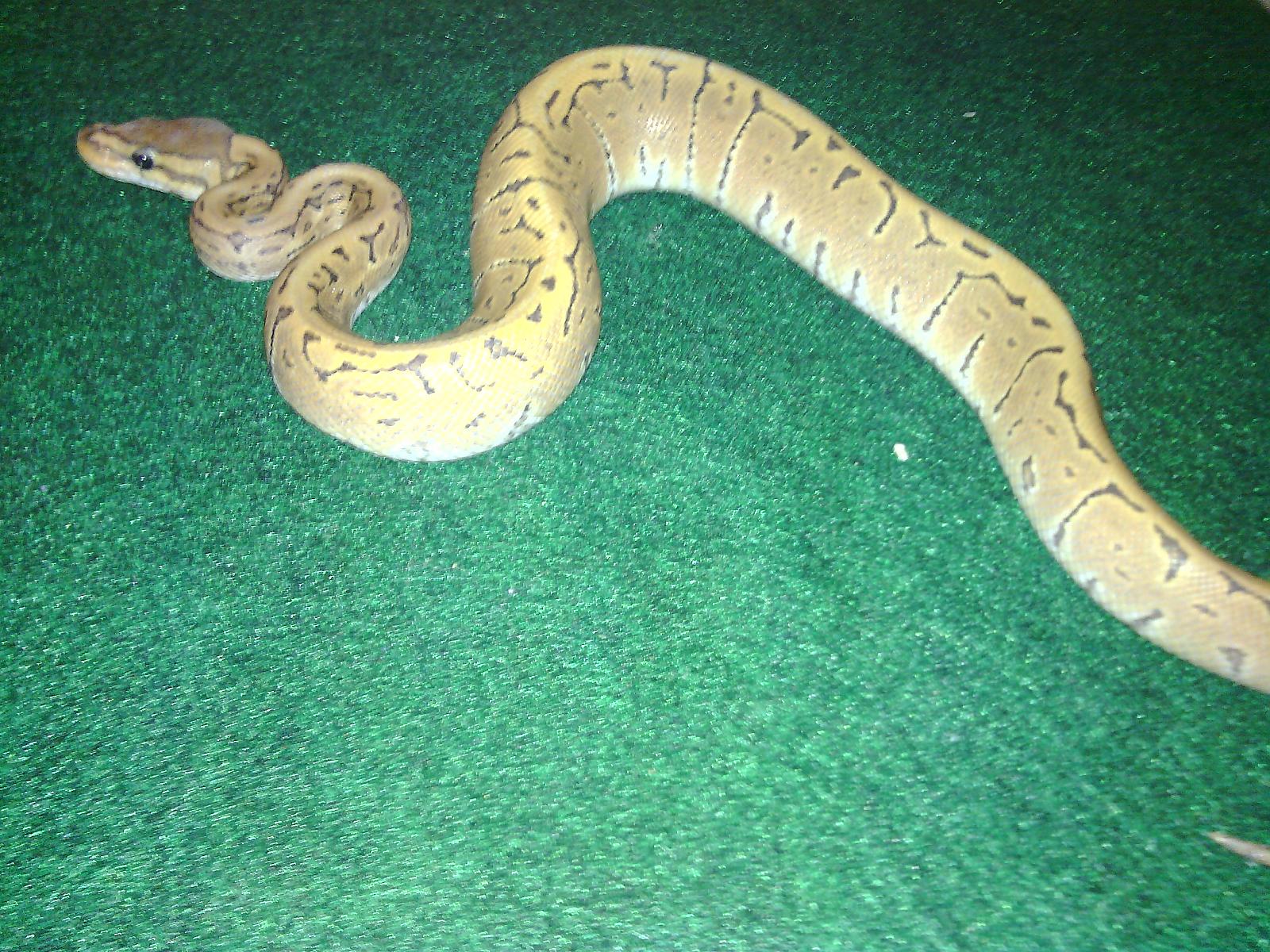 Pinstripe Ghost (Space Ghost)