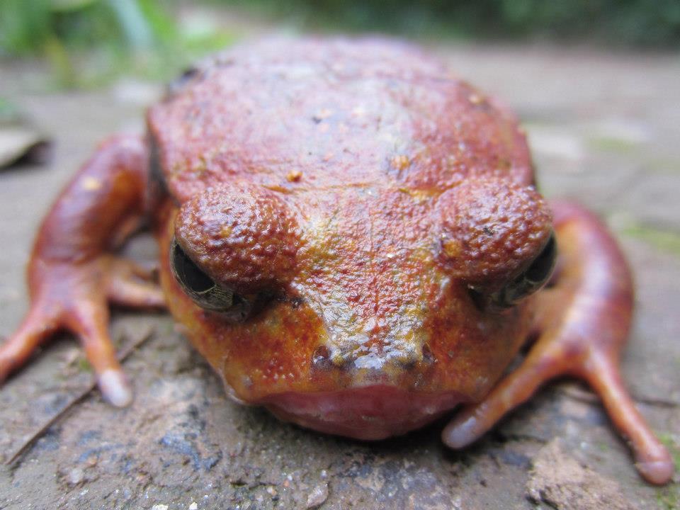 Tomato Frog