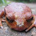 Tomato Frog