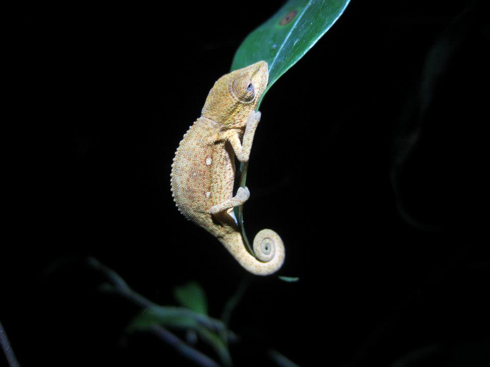 Chameleons are my favorites