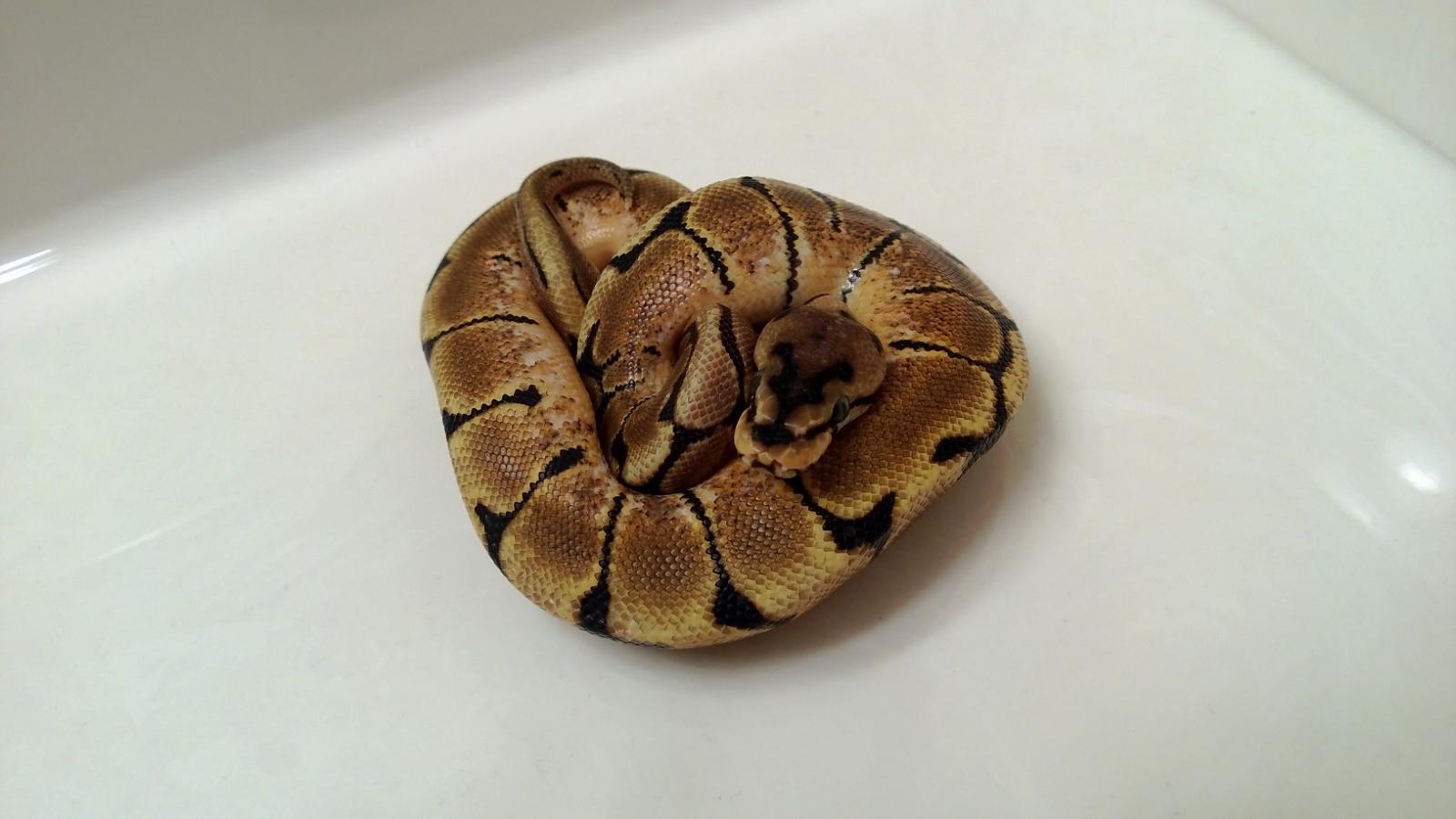 0.1 Spider 66% Het. Albino