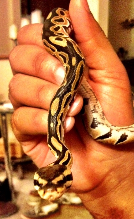 First ball python (normal) aka Monty
