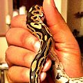 First ball python (normal) aka Monty