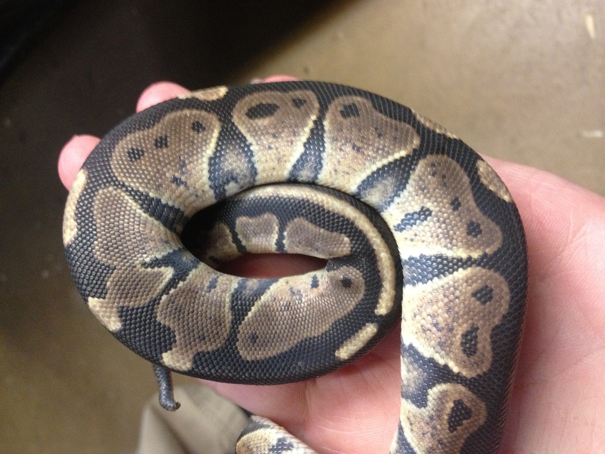 New dinker boy pre-shed