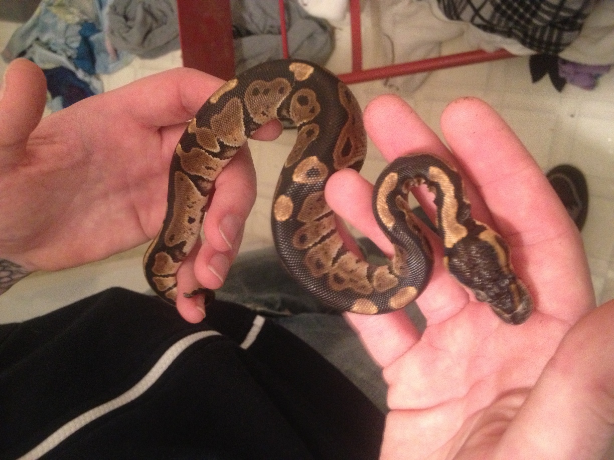 New dinker boy post-shed