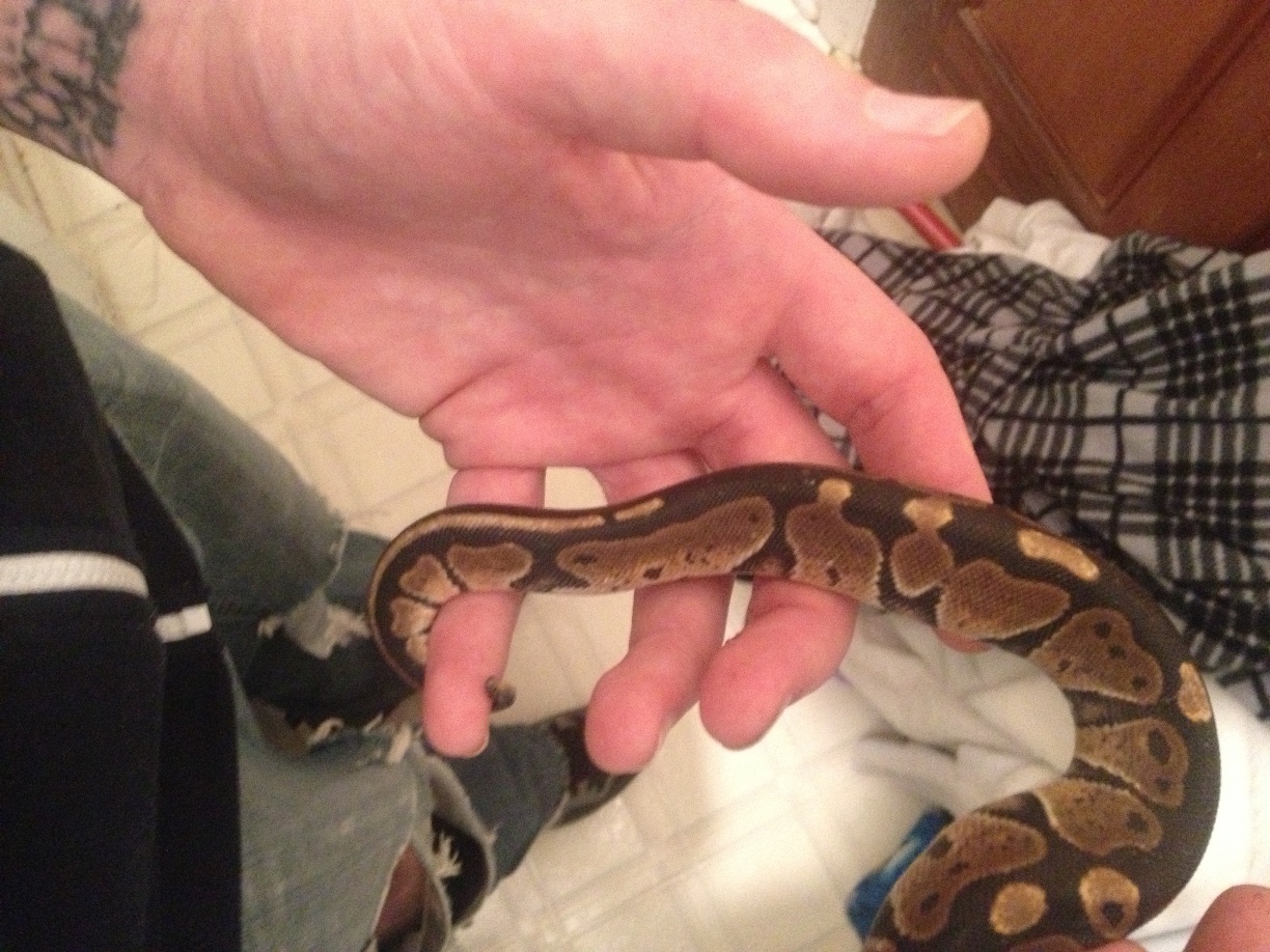 New dinker boy post-shed