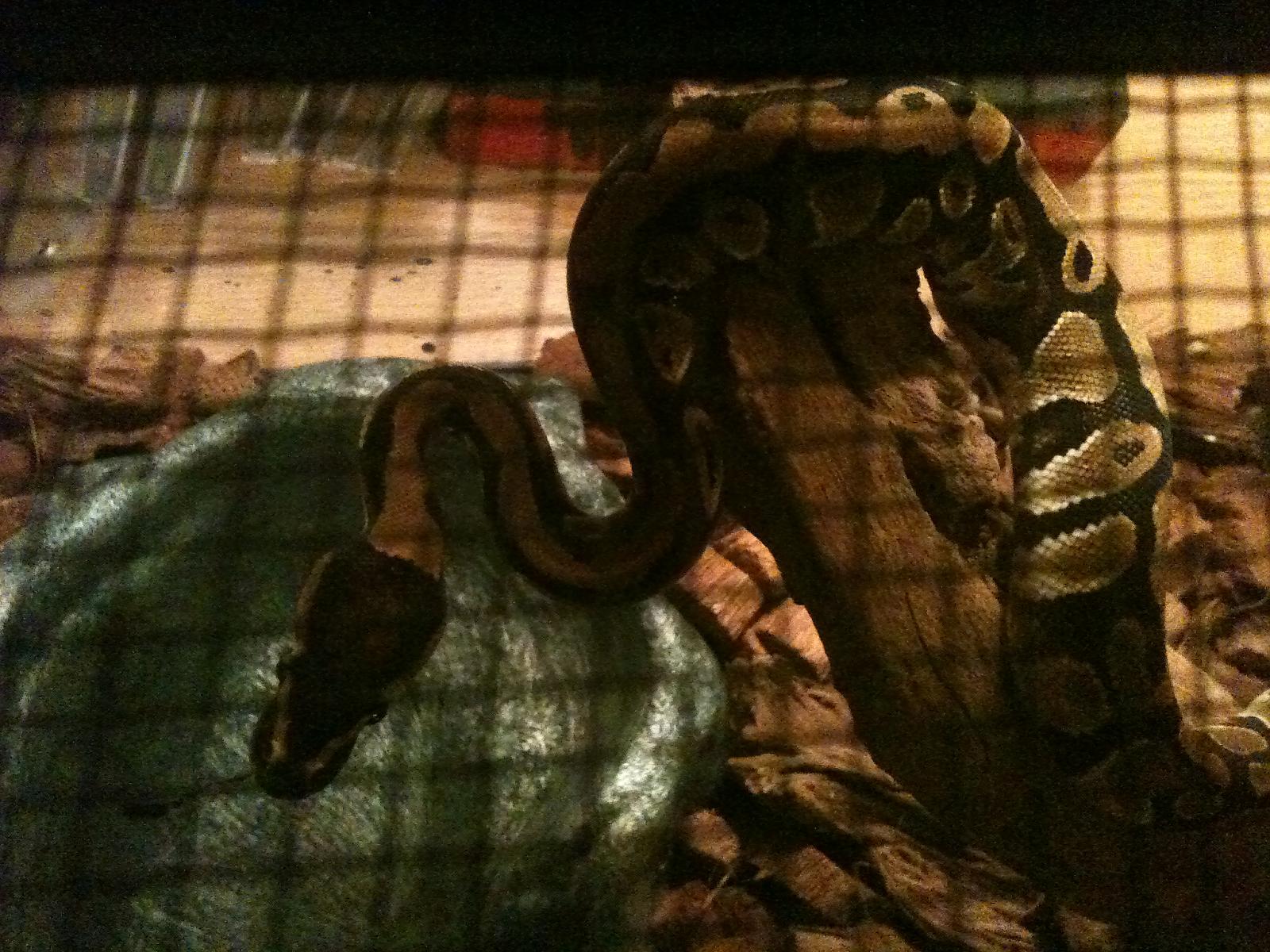 Cleo
