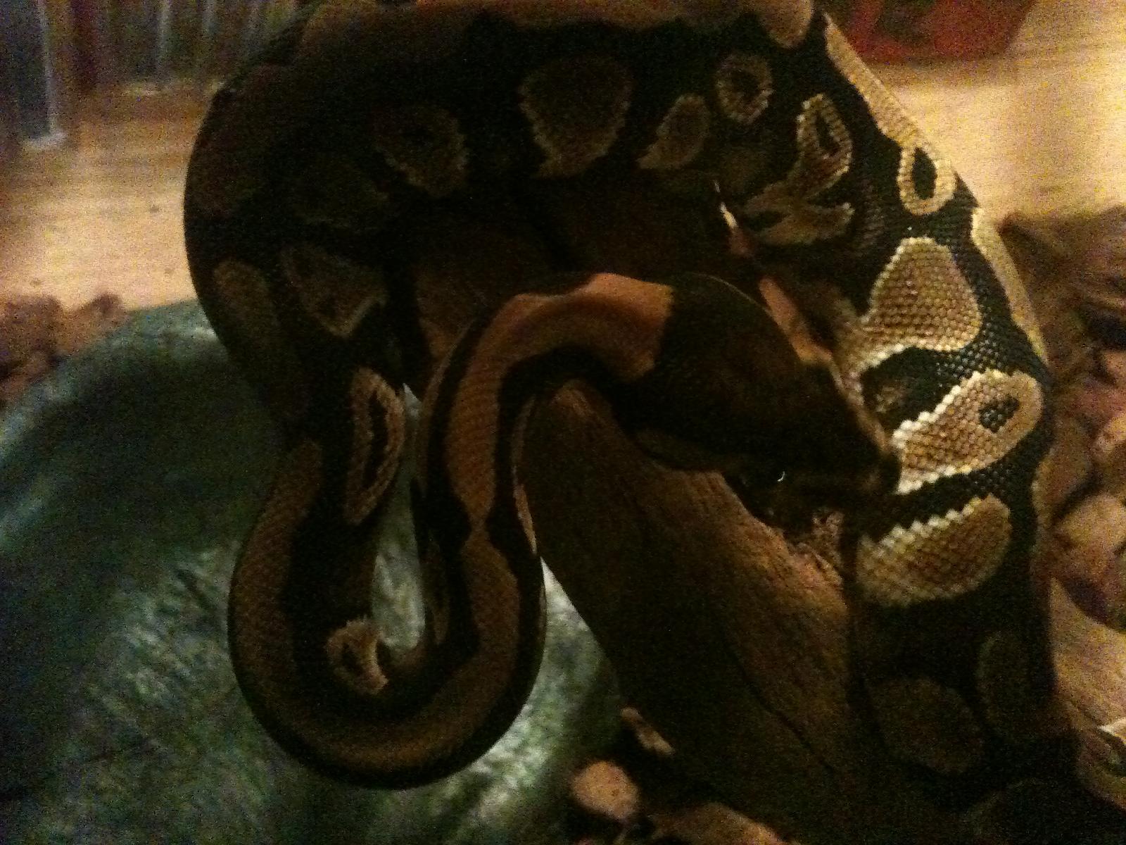Cleo