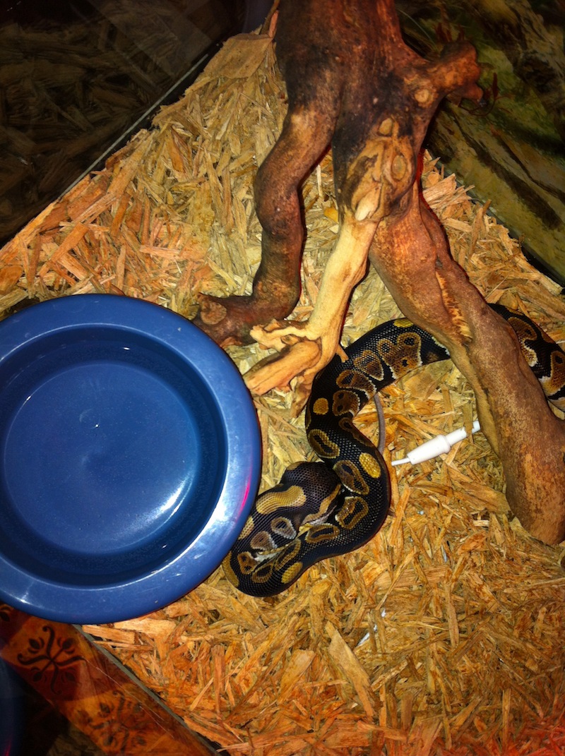 Baby Ball Python Photos