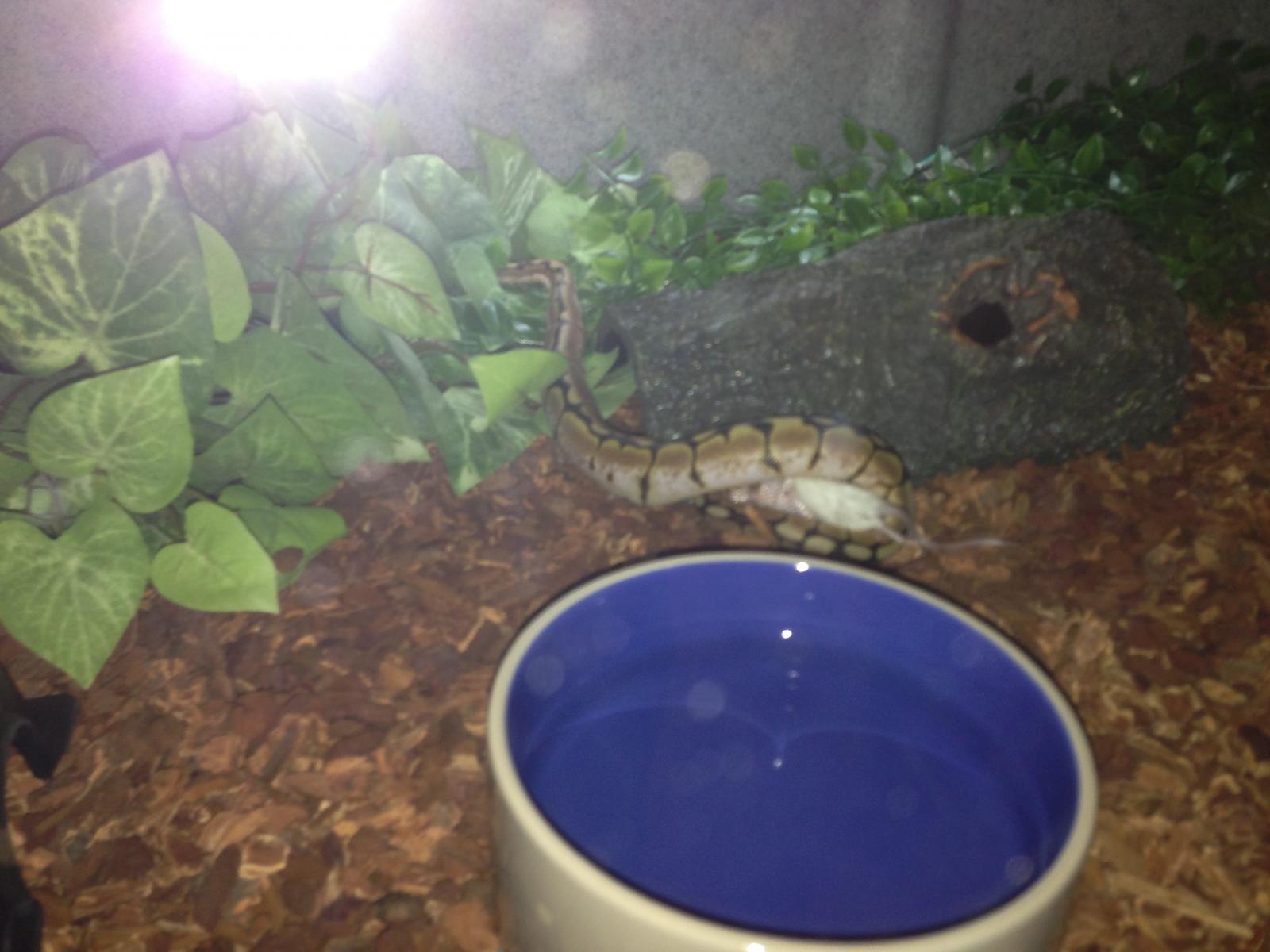 Eva 1st feed in new tank