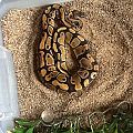 Isis our Ball Python