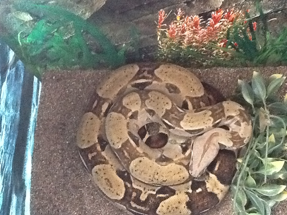Stella our female Boa